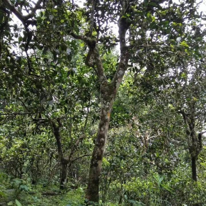 2021年巴達(dá)山章朗古樹秋茶口感？