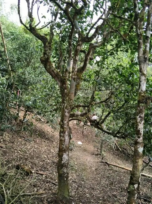 2021年巴達(dá)山章朗古樹秋茶價(jià)格？