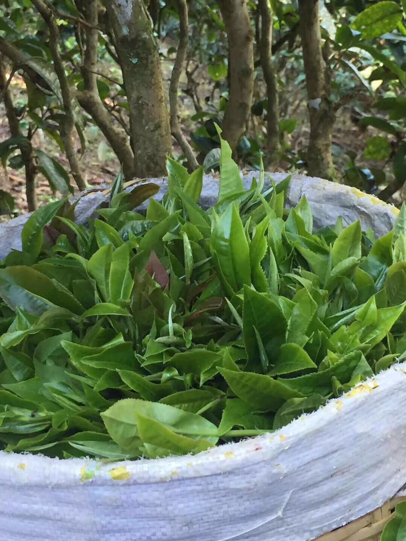 2021年巴達(dá)山章朗古樹秋茶多少錢一公斤？