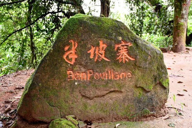 2021年南糯山半坡老寨古樹秋茶口感？