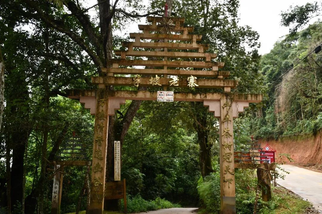 2021年南糯山半坡老寨古樹秋茶特點(diǎn)？