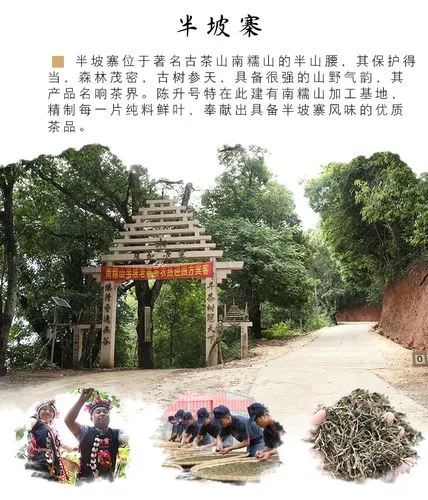 2021年南糯山半坡老寨古樹秋茶品鑒！