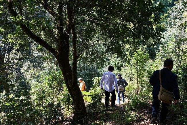 2021年南糯山拔瑪老寨古樹秋茶特點是什么？