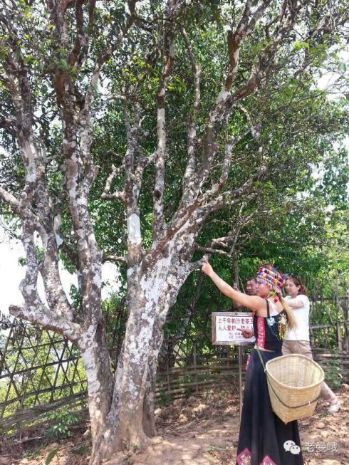 2021年帕沙古樹(shù)秋茶價(jià)格是多少？