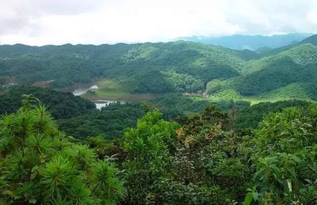 2022年又一個鮮為人知的皇家貢茶-須立貢茶古茶山