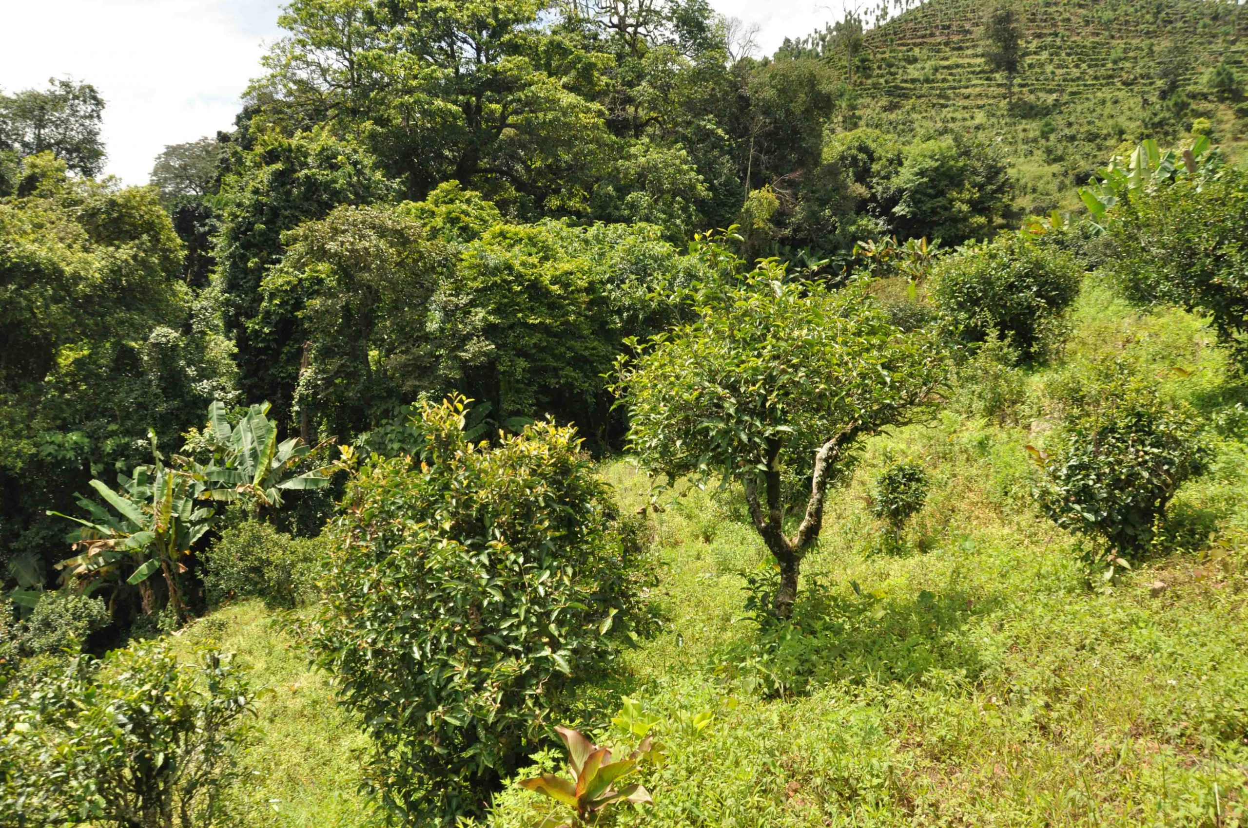 2022年迷倒皇帝的貢茶-迷帝古樹(shù)春茶特點(diǎn)？
