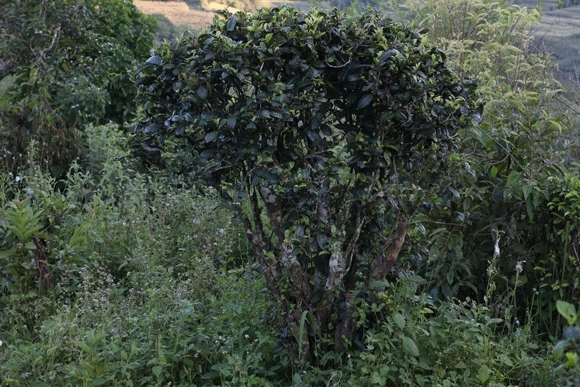 2022年迷帝古樹(shù)春茶，這里的茶 皇帝都著迷