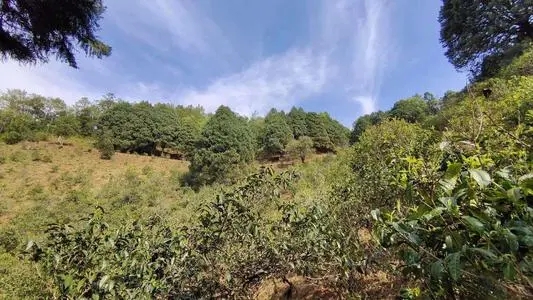 2022年墨江鳳凰窩古樹春茶口感是什么？