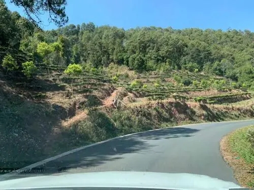 2022年墨江鳳凰窩古樹春茶價格？