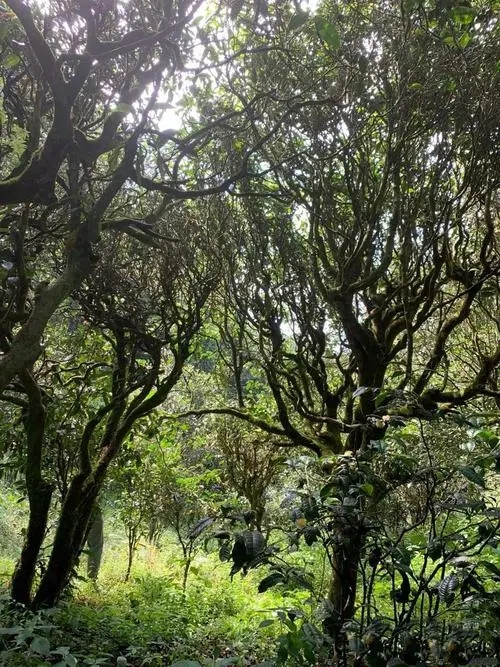 2022年墨江鳳凰窩古樹(shù)春茶多少錢(qián)一公斤？