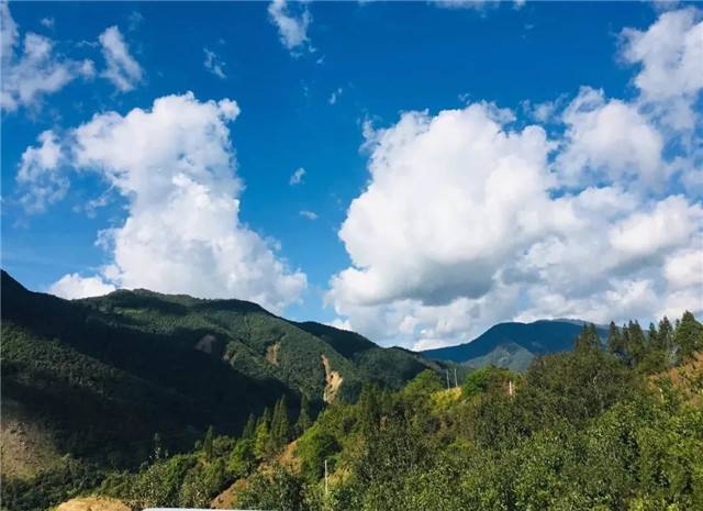 2022年景谷黃草壩古樹春茶多少錢一公斤？