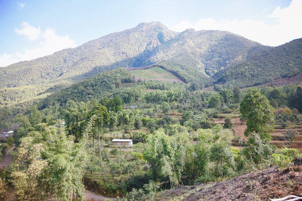 2022年景谷黃草壩古樹春茶價(jià)格？