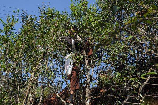 2022年景谷黃草壩古樹春茶品鑒實錄！