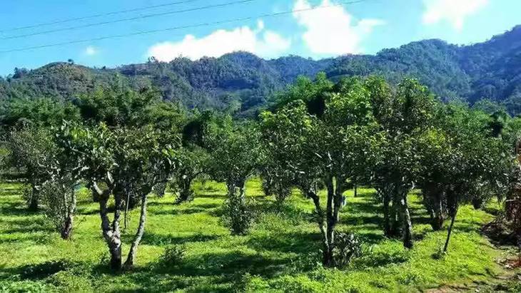 2022年景谷秧塔古樹春茶特點(diǎn)是什么？