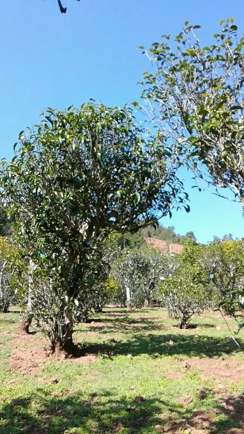 2022年景谷秧塔古樹春茶價(jià)格是多少？