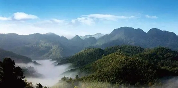 2022年景谷苦竹山古樹春茶口感？