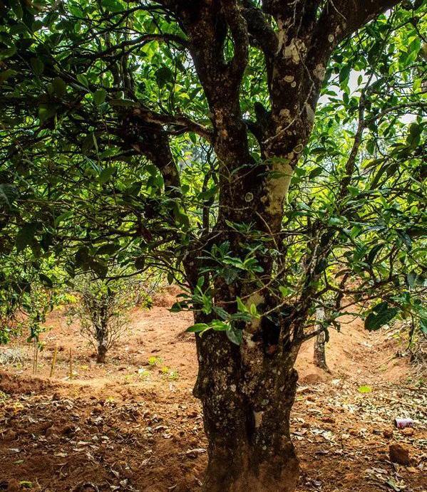 2022年景谷苦竹山古樹春茶特點(diǎn)是什么？