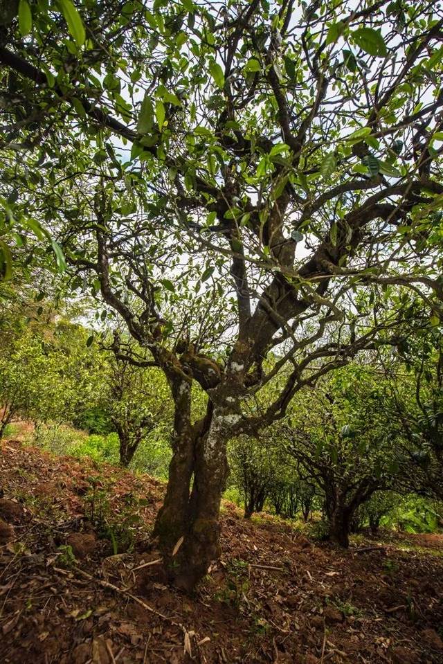 2022年景谷苦竹山古樹春茶多少錢一公斤？