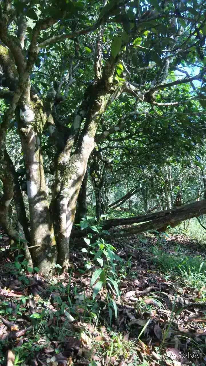 2022年景谷苦竹山古樹(shù)春茶價(jià)格多少？