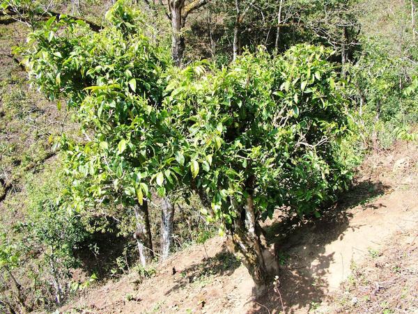 2022年景東御筆古茶山古樹春茶特點(diǎn)？