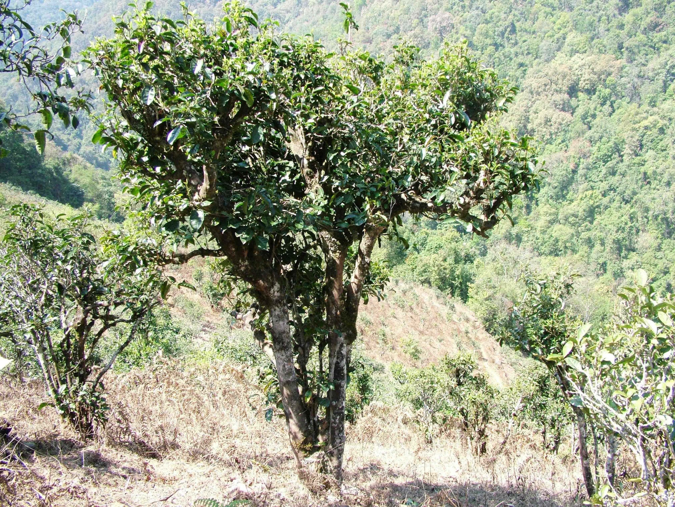 2022年景東御筆古樹春茶口感是什么？