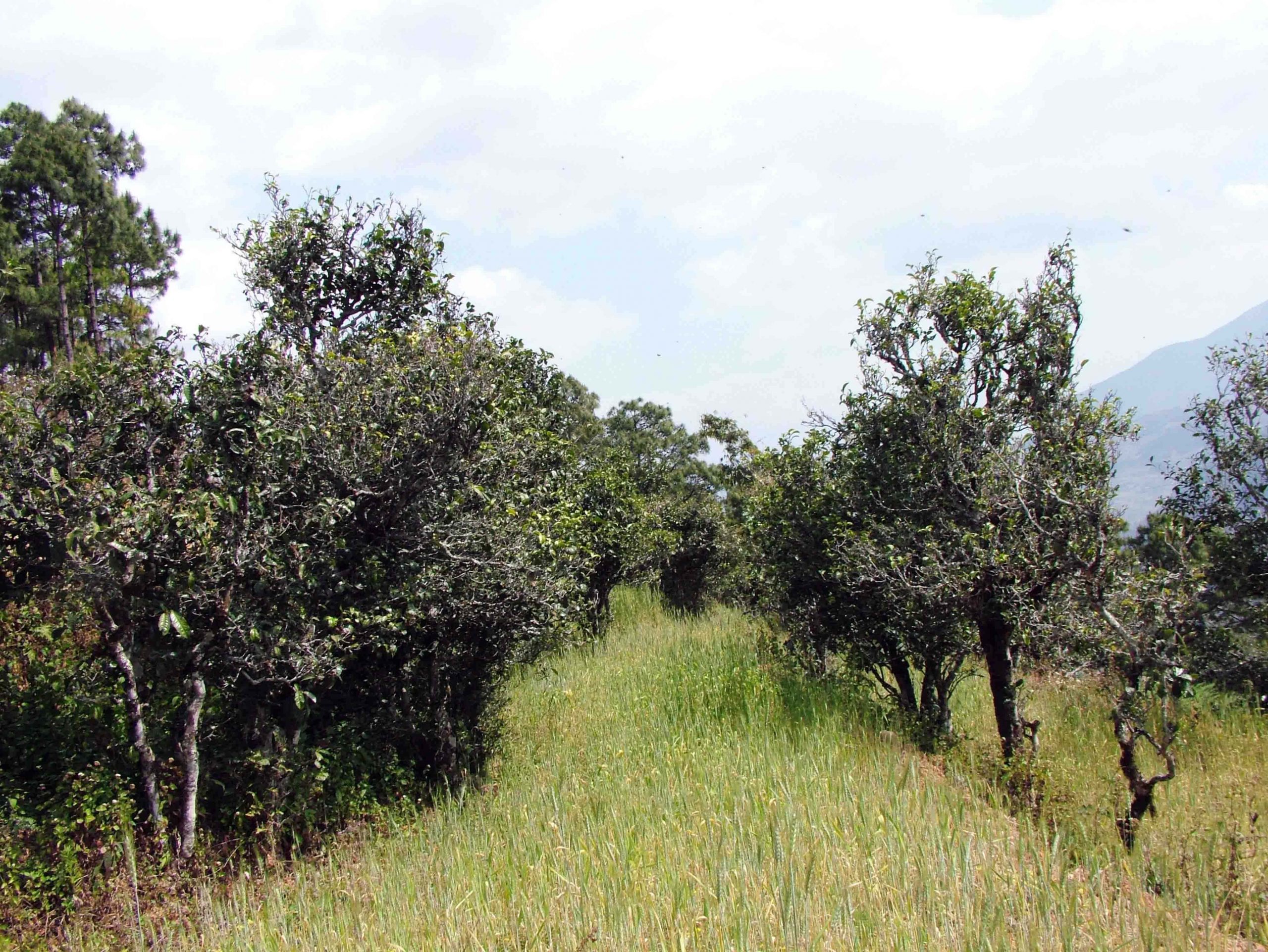 2022年景東老倉(cāng)福德古樹(shù)春茶口感特點(diǎn)？
