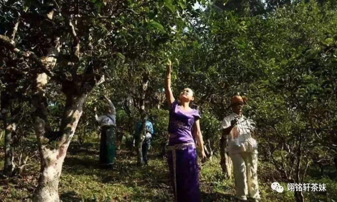 2022年鎮(zhèn)沅爺號大爺馬鄧古樹春茶特點(diǎn)？