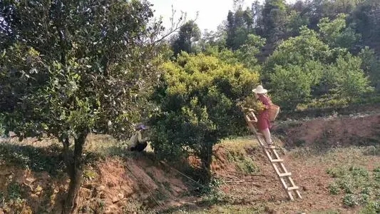 2022年鎮(zhèn)沅馬鄧古樹春茶口感是什么？