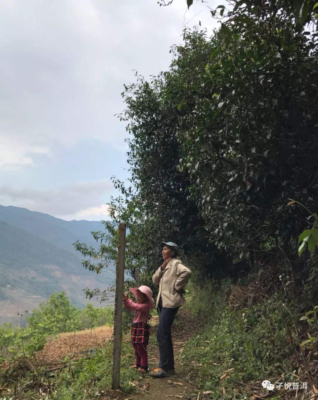 2022年鎮(zhèn)沅馬鄧古樹春茶多少錢一公斤？