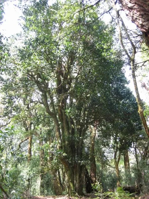 2022年鎮(zhèn)沅馬鄧古樹春茶價(jià)格是多少？