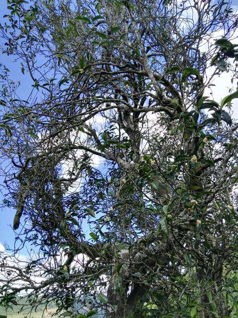 2022年鎮(zhèn)沅老海塘古樹春茶特點？