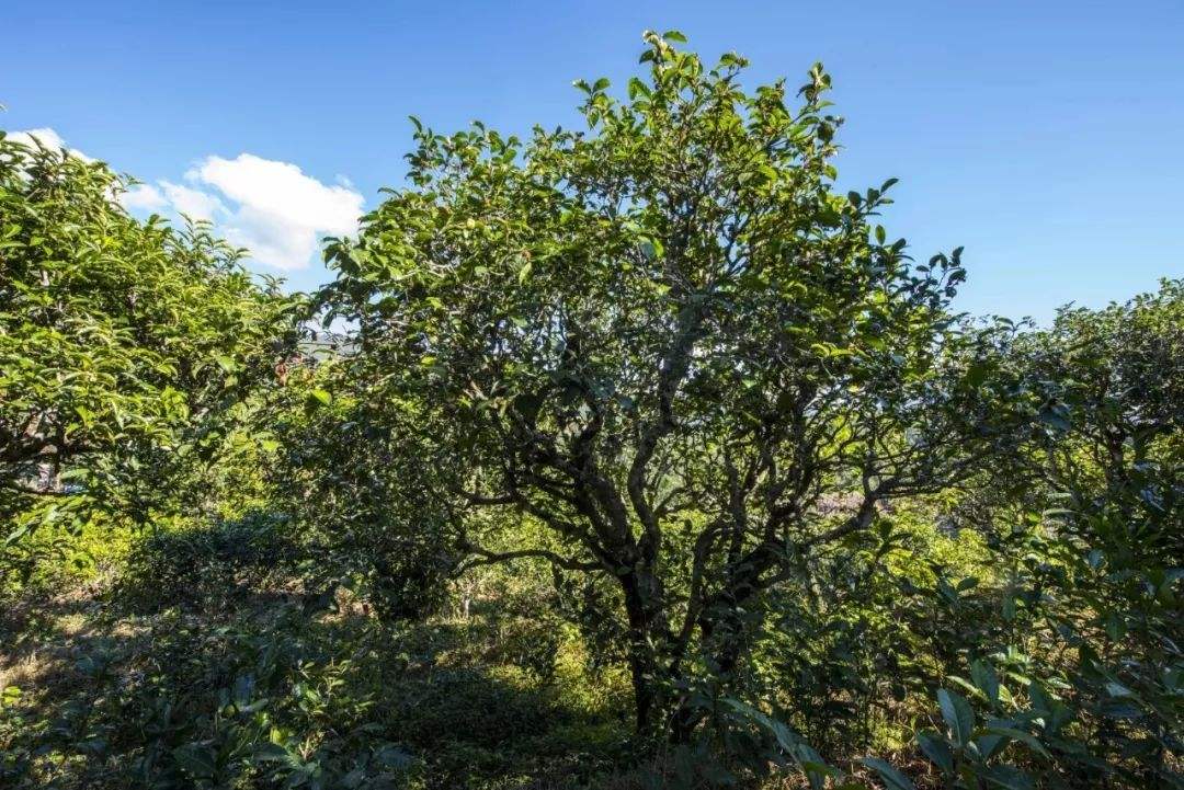 2022年鎮(zhèn)沅老海塘古樹春茶口感？