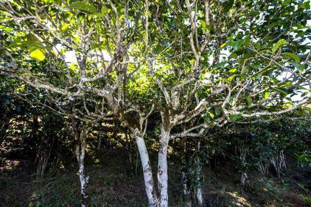 2022年鎮(zhèn)沅老海塘古樹春茶價(jià)格？