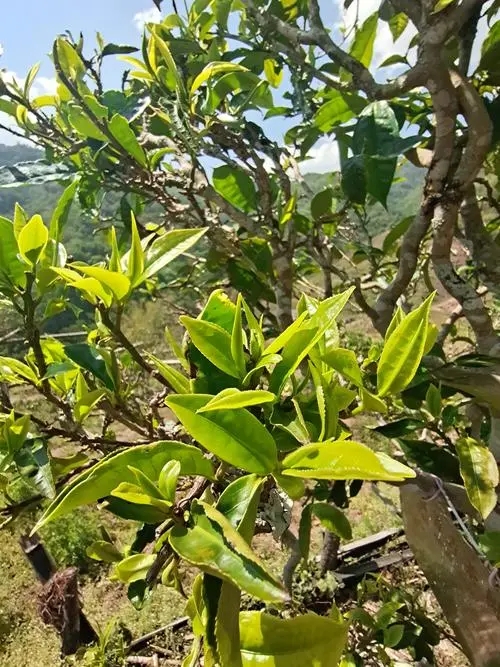 2022年鎮(zhèn)沅砍盆箐古樹春茶特點？
