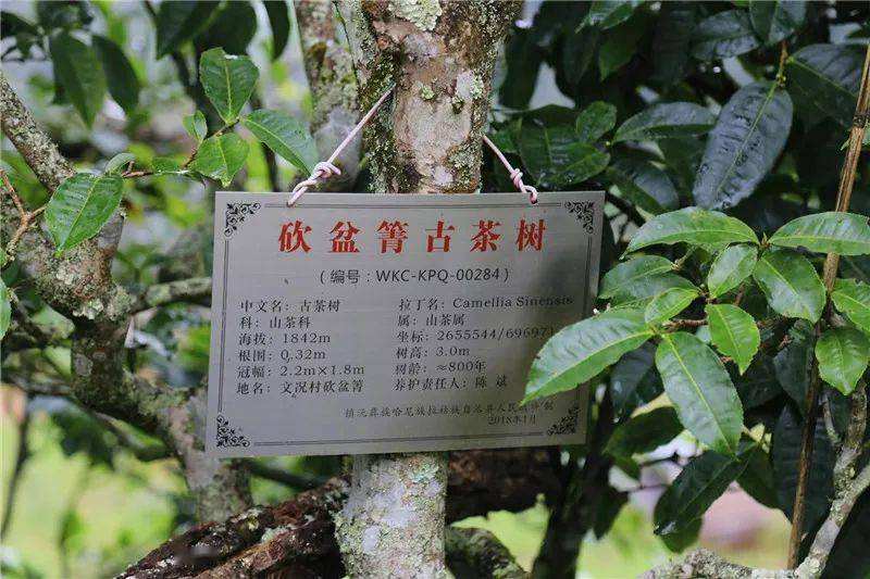 2022年鎮(zhèn)沅砍盆箐古樹春茶價(jià)格？