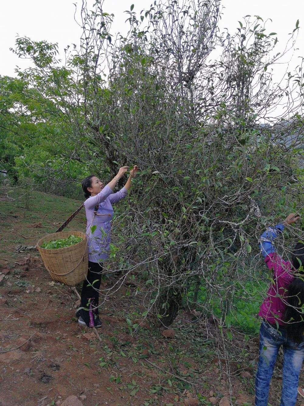 2022年鎮(zhèn)沅打筍山古樹春茶口感？