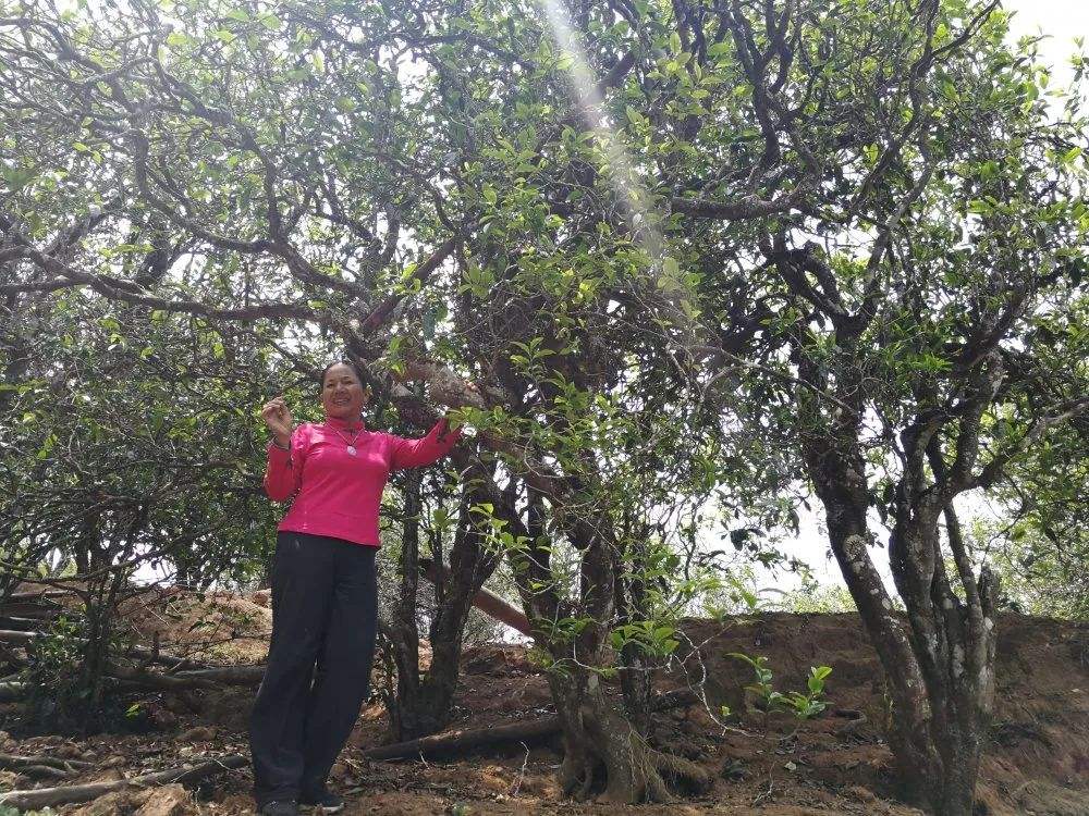 2022年鎮(zhèn)沅打筍山古樹春茶特點(diǎn)？