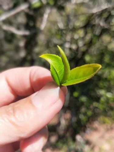 2022年野性十足的鎮(zhèn)沅打筍山古樹春茶！
