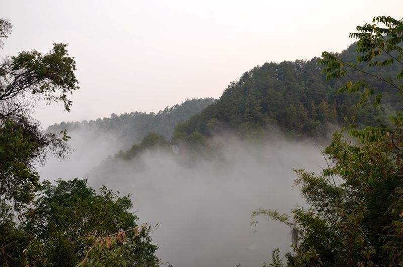 2022年鎮(zhèn)沅老烏山古樹春茶多少錢一公斤？