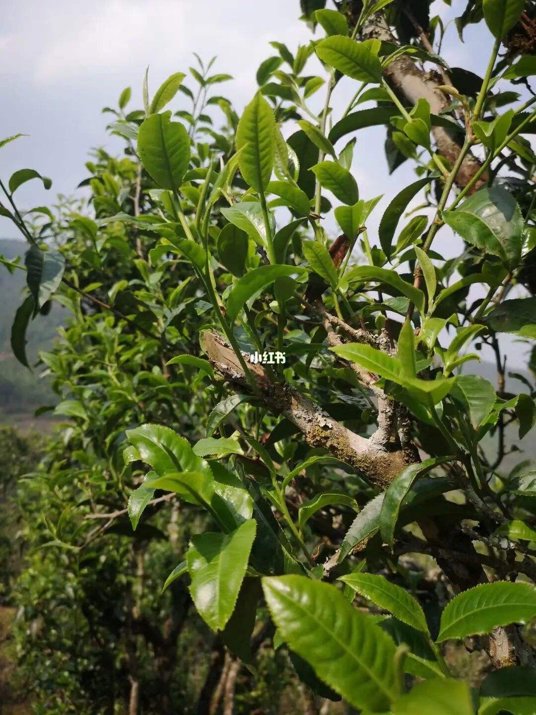 2022年寧洱擺尾箐古樹春茶口感？