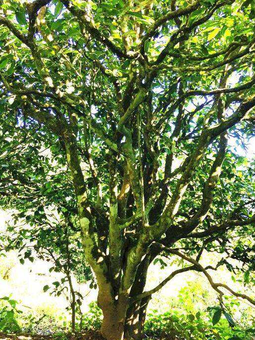 2022年這個(gè)春天，回到家鄉(xiāng)擺尾箐，與家人一起用心制茶！