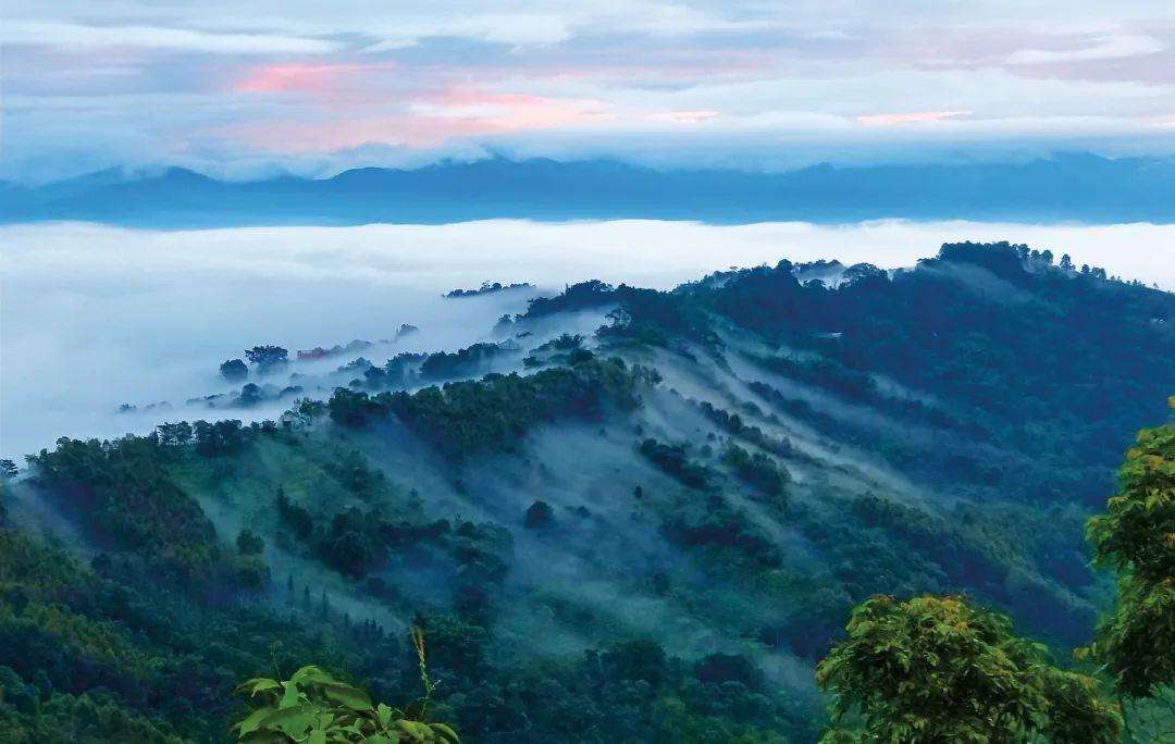 2022年景邁山古茶林為什么可以申遺？