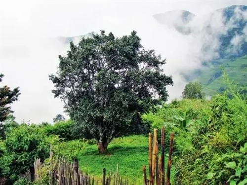 2022年邦威古樹(shù)春茶口感是什么？