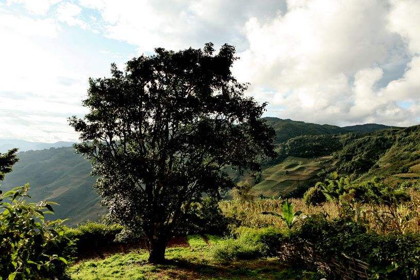 2022年邦崴古樹(shù)春茶特點(diǎn)？