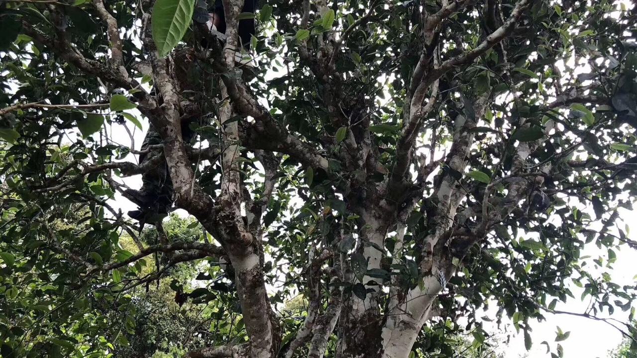 2022年麻黑古樹春茶價格？