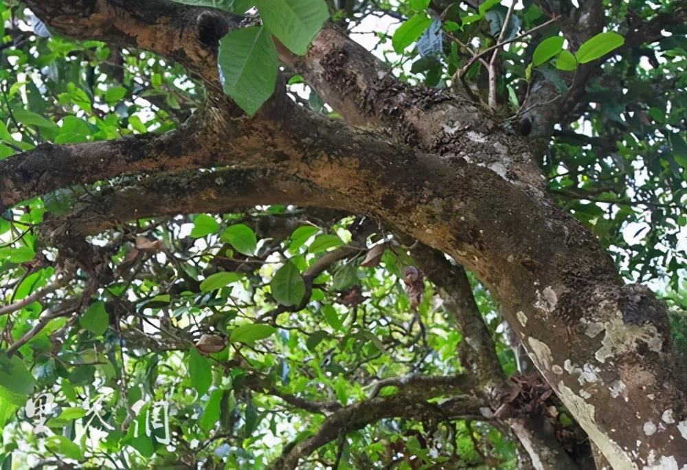 2022年繞開麻黑，你損失的將是半個易武