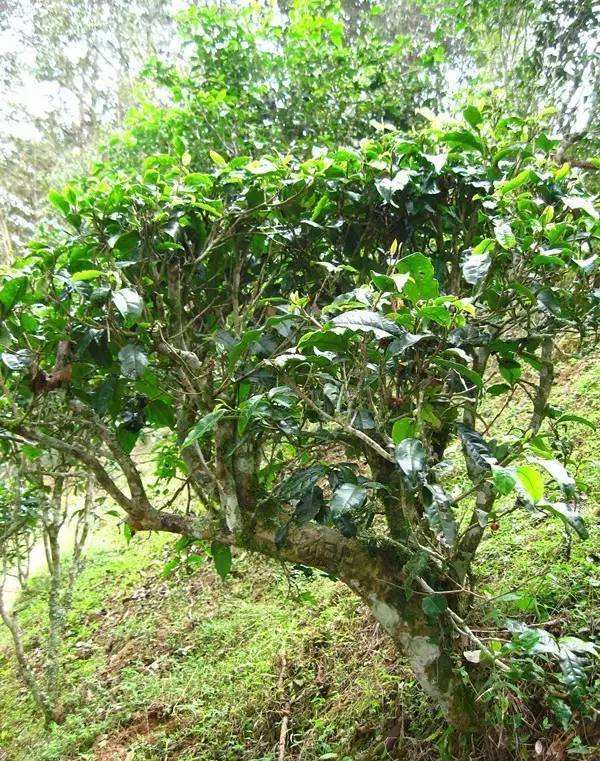 2022年落水洞古樹春茶——盞盛琥珀光，柔甜入人心