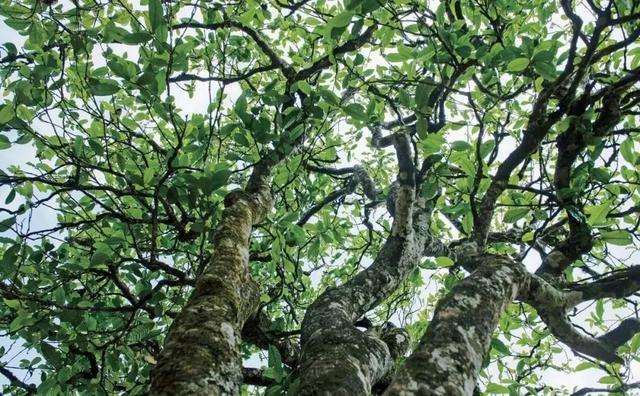 2022年落水洞古樹春茶多少錢一公斤？