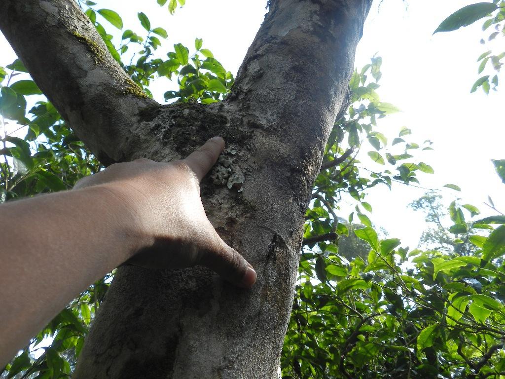 2022年大漆樹古樹春茶口感？