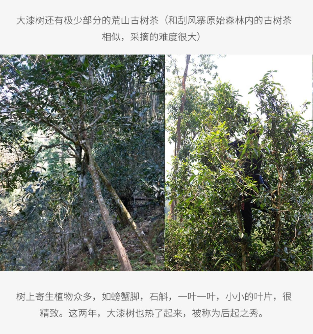 2022年大漆樹(shù)古樹(shù)春茶多少錢(qián)一公斤？